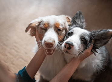 Звездные питомцы